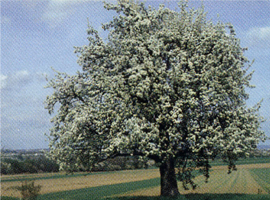 Die Champagner Bratbirne im Frühling