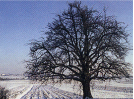 Die Champagner Bratbirne im Winter